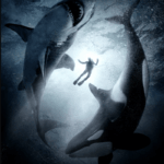 Visuel du film Alphas, creature feature marin avec requins blancs et orques